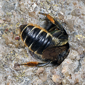 Megachile centuncularis, W: Nestbau (9) Megachile centuncularis, W: Nestbau (9)