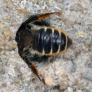 Megachile centuncularis, W: Nestbau (10)