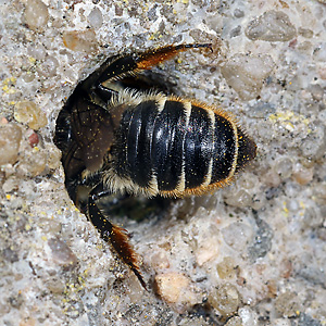 Megachile centuncularis, W: Nestbau (10) Megachile centuncularis, W: Nestbau (10)