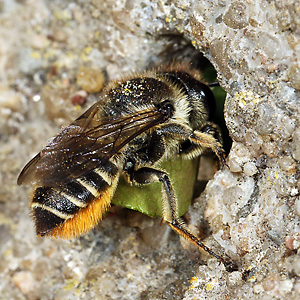 Megachile centuncularis, W: Nestbau (11) Megachile centuncularis, W: Nestbau (11)