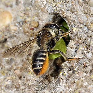 Megachile centuncularis, W: Nestbau (12) Megachile centuncularis, W: Nestbau (12)