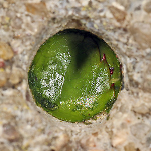 Megachile centuncularis, W: Nestverschluß (1)