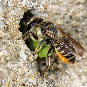 Megachile centuncularis, W: Nestbau (13)