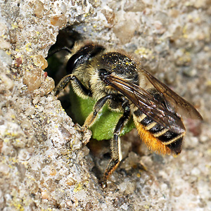 Megachile centuncularis, W: Nestbau (13) Megachile centuncularis, W: Nestbau (13)