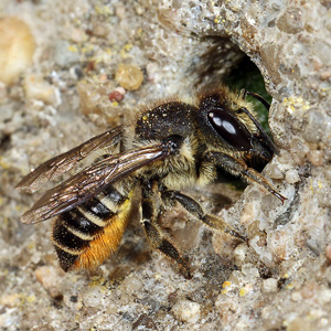 Megachile centuncularis, W: Nestbau (14)