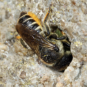 Megachile centuncularis, W: Nestbau (15)