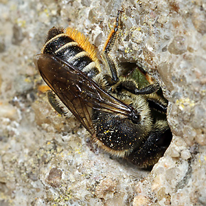 Megachile centuncularis, W: Nestbau (15) Megachile centuncularis, W: Nestbau (15)