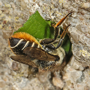 Megachile centuncularis, W: Nestbau (17)