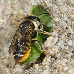 Megachile centuncularis, W: Nestbau (18)