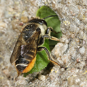 Megachile centuncularis, W: Nestbau (18) Megachile centuncularis, W: Nestbau (18)