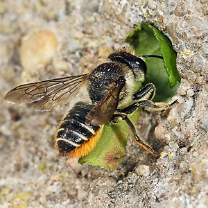 Megachile centuncularis, W: Nestbau (19)