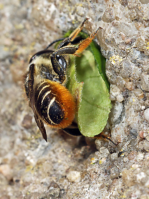 Megachile centuncularis, W: Nestbau (20)