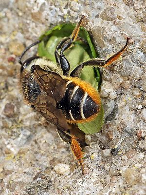 Megachile centuncularis, W: Nestbau (21) Megachile centuncularis, W: Nestbau (21)