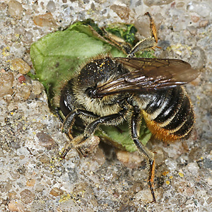 Megachile centuncularis, W: Nestbau (22) Megachile centuncularis, W: Nestbau (22)