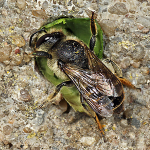Megachile centuncularis, W: Nestbau (23)