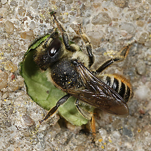 Megachile centuncularis, W: Nestbau (24) Megachile centuncularis, W: Nestbau (24)