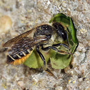 Megachile centuncularis, W: Nestbau (25) Megachile centuncularis, W: Nestbau (25)