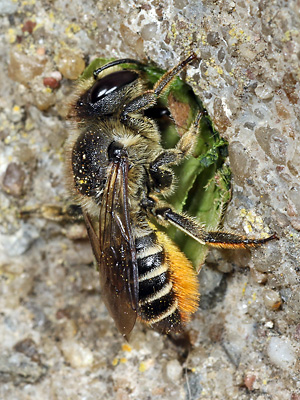Megachile centuncularis, W: Nestbau (26)