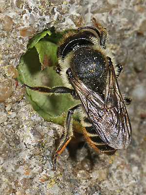 Megachile centuncularis, W: Nestbau (28)