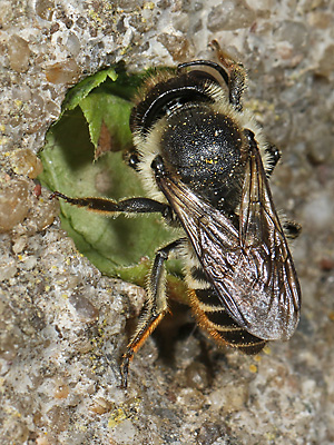 Megachile centuncularis, W: Nestbau (28) Megachile centuncularis, W: Nestbau (28)