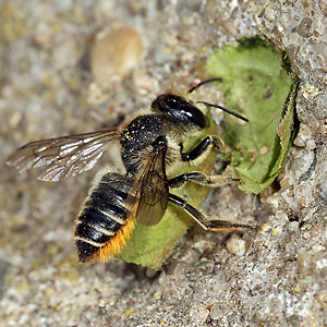 Megachile centuncularis, W: Nestbau (29)