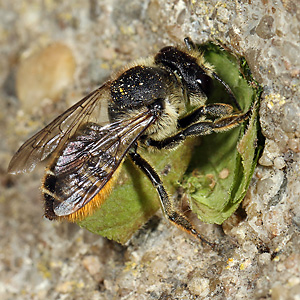 Megachile centuncularis, W: Nestbau (30) Megachile centuncularis, W: Nestbau (30)