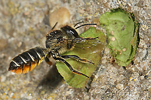 Megachile centuncularis, W: Nestbau (31) Megachile centuncularis, W: Nestbau (31)