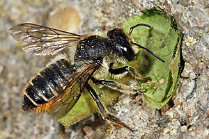 Megachile centuncularis, W: Nestbau (32)