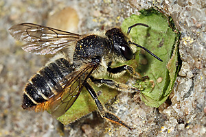 Megachile centuncularis, W: Nestbau (32) Megachile centuncularis, W: Nestbau (32)