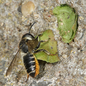 Megachile centuncularis, W: Nestbau (33)