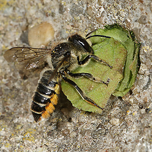 Megachile centuncularis, W: Nestbau (34) Megachile centuncularis, W: Nestbau (34)