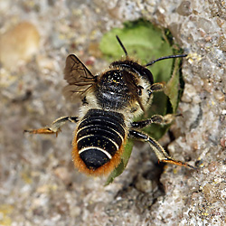 Megachile centuncularis, W: Nestbau (35) Megachile centuncularis, W: Nestbau (35)