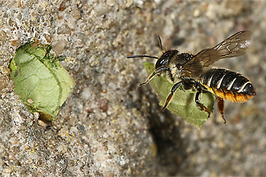 Megachile centuncularis, W: Nestbau (36) Megachile centuncularis, W: Nestbau (36)