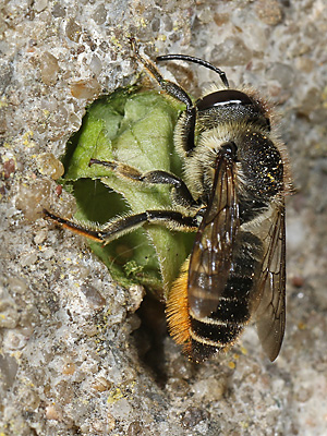 Megachile centuncularis, W: Nestbau (37) Megachile centuncularis, W: Nestbau (37)