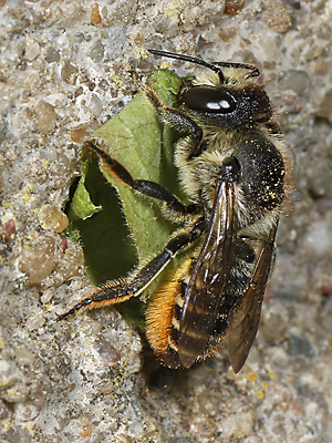 Megachile centuncularis, W: Nestbau (38)