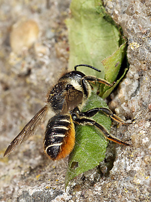 Megachile centuncularis, W: Nestbau (39) Megachile centuncularis, W: Nestbau (39)