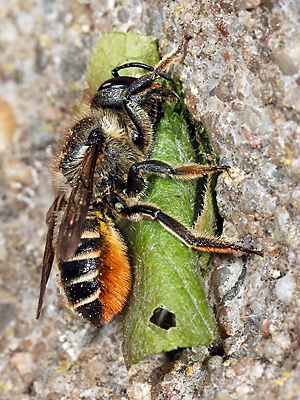 Megachile centuncularis, W: Nestbau (40) Megachile centuncularis, W: Nestbau (40)