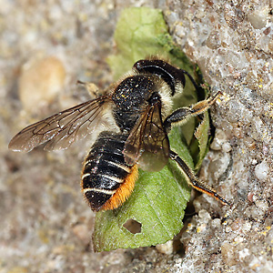 Megachile centuncularis, W: Nestbau (41)