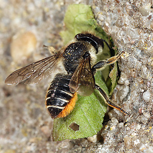 Megachile centuncularis, W: Nestbau (41) Megachile centuncularis, W: Nestbau (41)