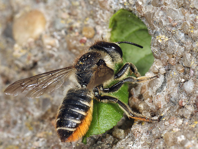 Megachile centuncularis, W
