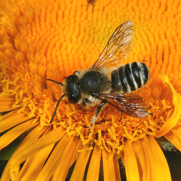 Megachile centuncularis, M