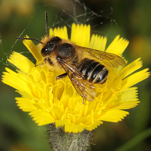 Megachile centuncularis, M
