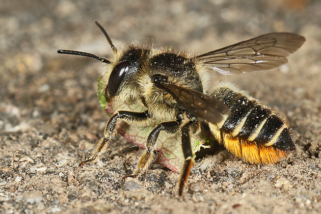 Megachile centuncularis, W