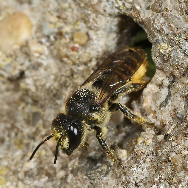 Megachile centuncularis, W