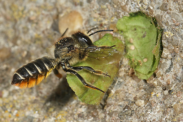 Megachile centuncularis, W
