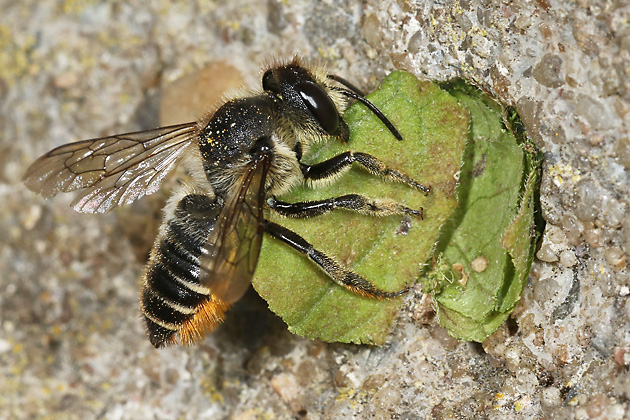 Megachile centuncularis, W