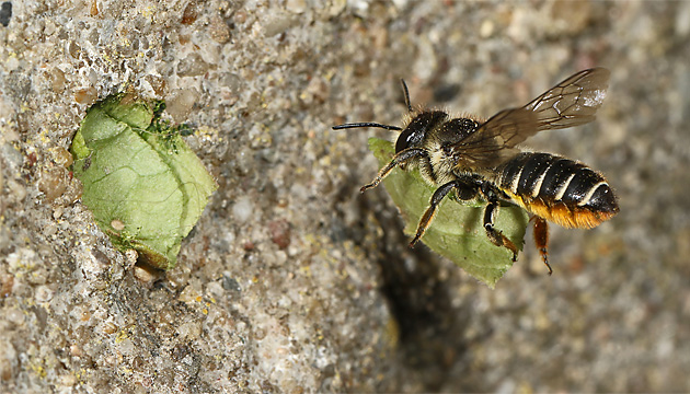 Megachile centuncularis, W