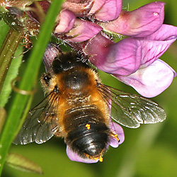 Megachile circumcincta, W an Vicia sepium (1), Nix Megachile circumcincta, W (1)