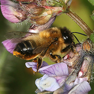 Megachile circumcincta, W an Vicia sepium (2)