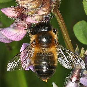 Megachile circumcincta, W an Vicia sepium (3)